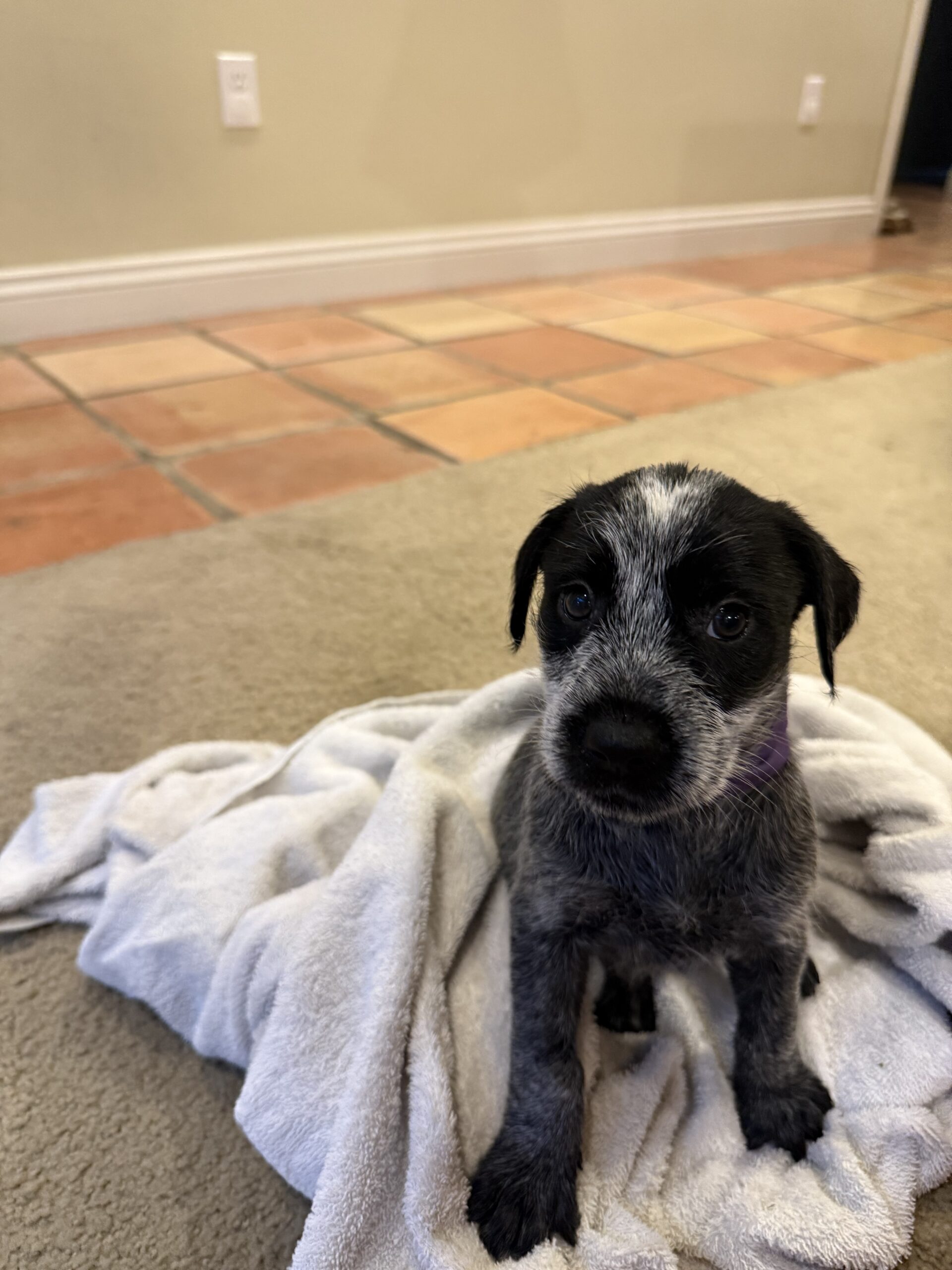 Pointer-Lab Mix Puppies