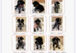 Pointer-Lab Mix Puppies