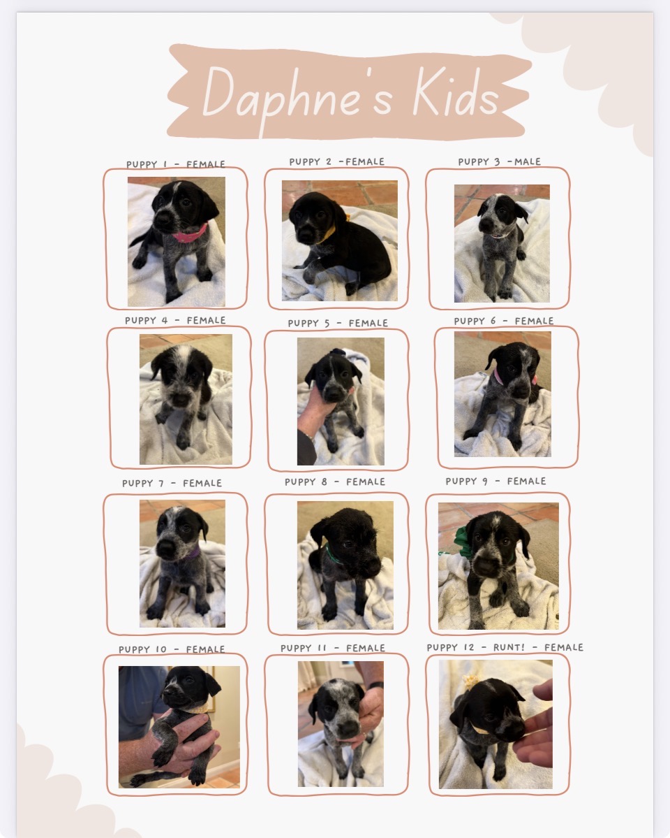 Pointer-Lab Mix Puppies