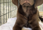 Chocolate Lab Puppy