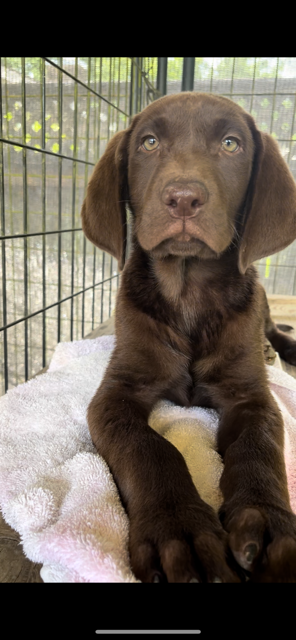 Chocolate Lab Puppy