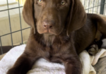 Chocolate Lab Puppy