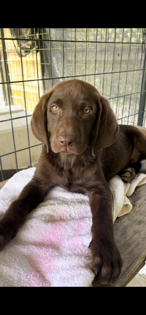 Chocolate Lab Puppy