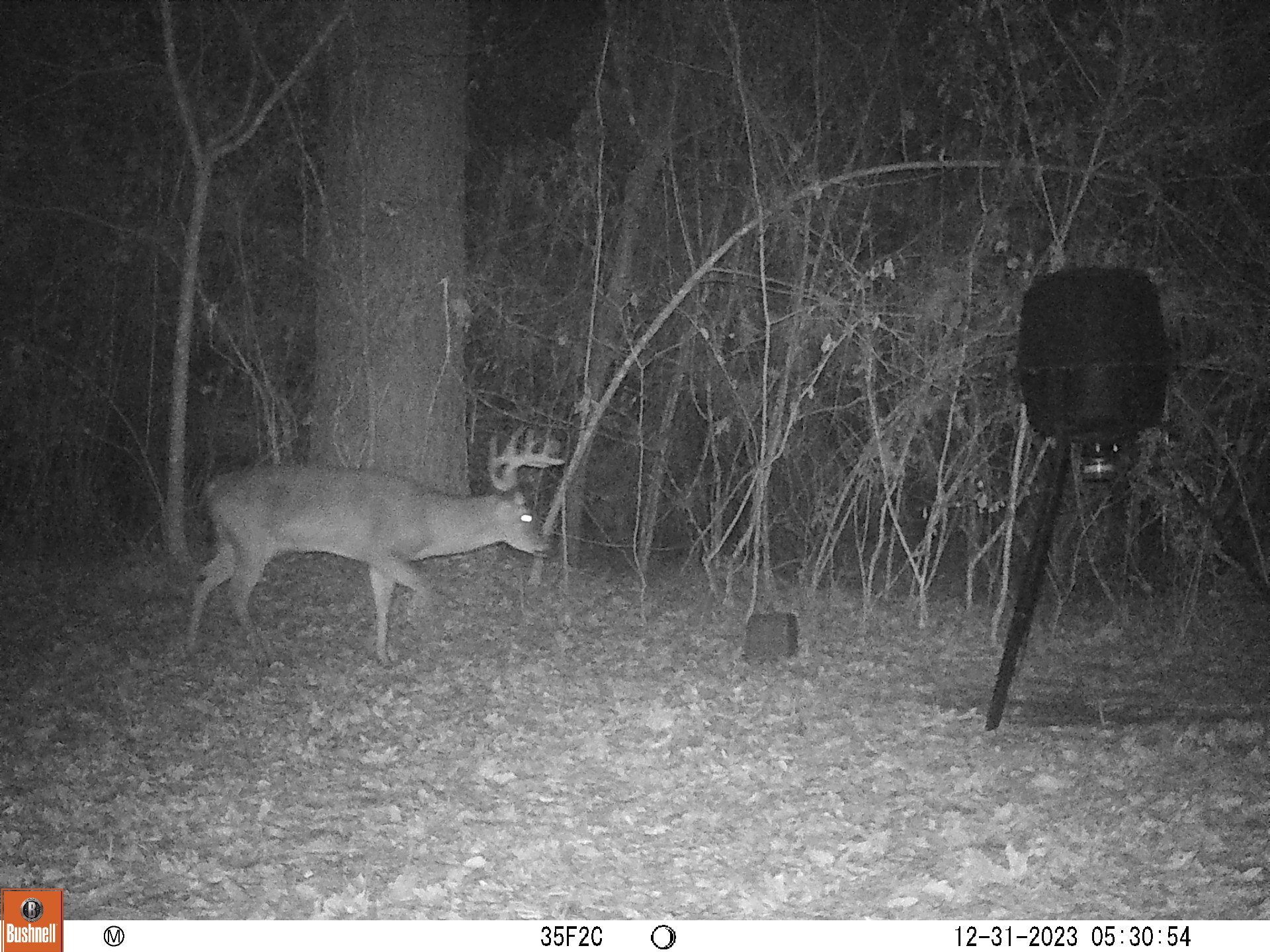 Hunt Club Openings – St Helena Parish