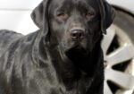 English/Show Black & Yellow Labrador Retrievers