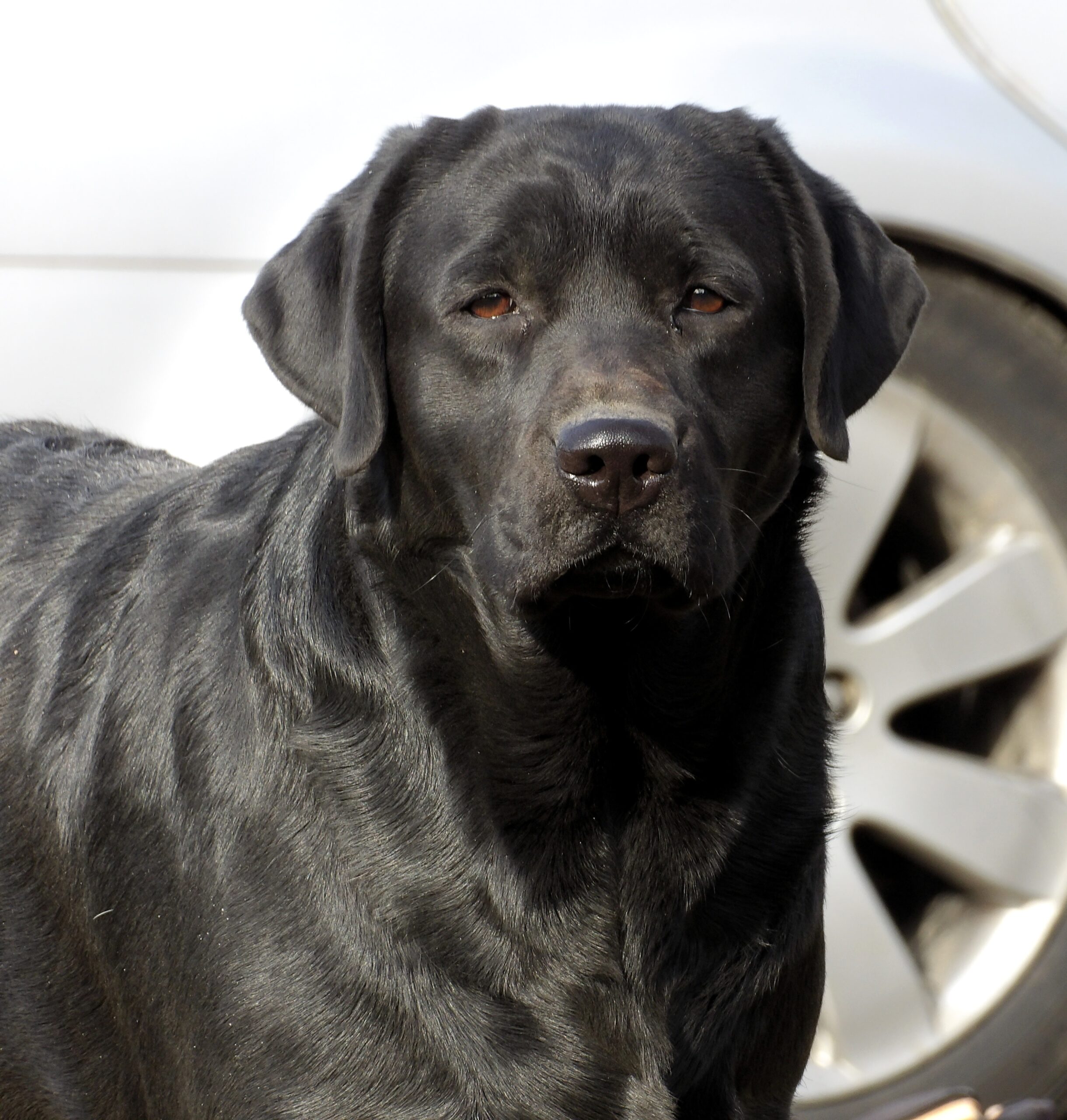 English/Show Black & Yellow Labrador Retrievers