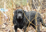 English/Show Black & Yellow Labrador Retrievers