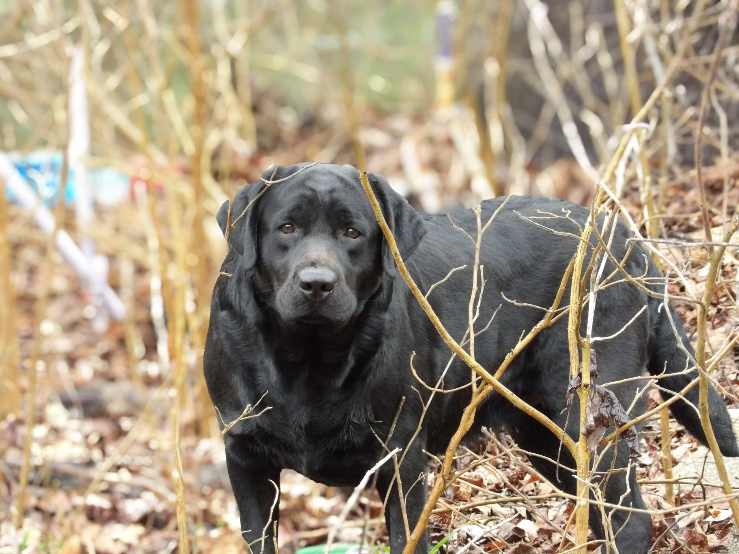 English/Show Black & Yellow Labrador Retrievers