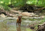 English/Show Black & Yellow Labrador Retrievers