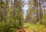 Hunting Land for sale in Amite County, MS