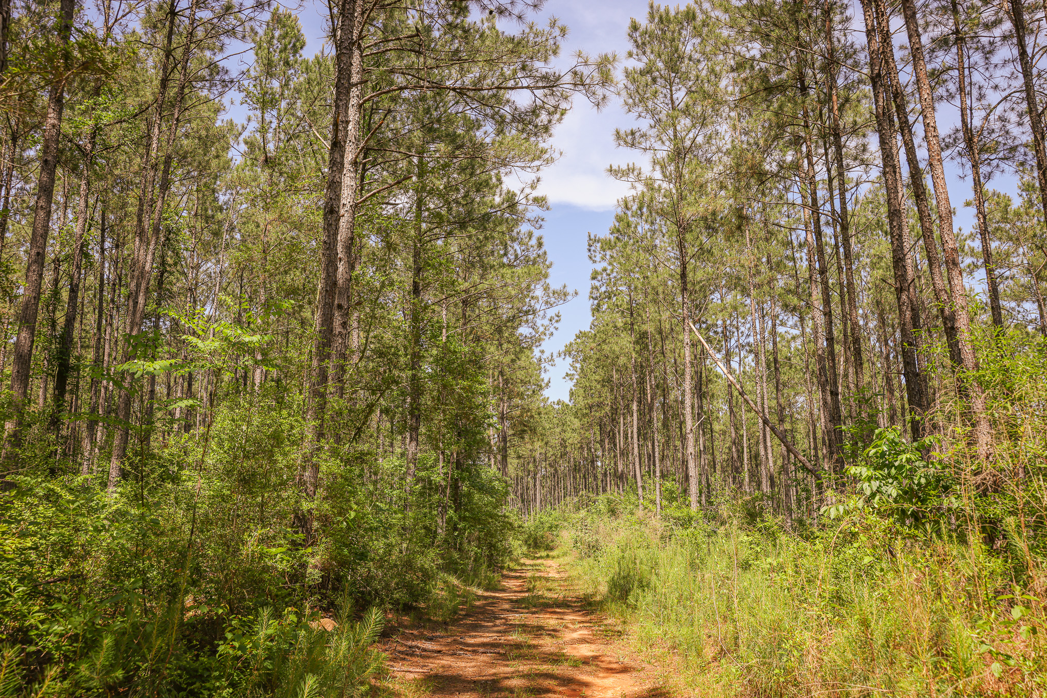 Hunting Land for sale in Amite County, MS