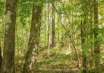 Hunting Land for sale in Amite County, MS