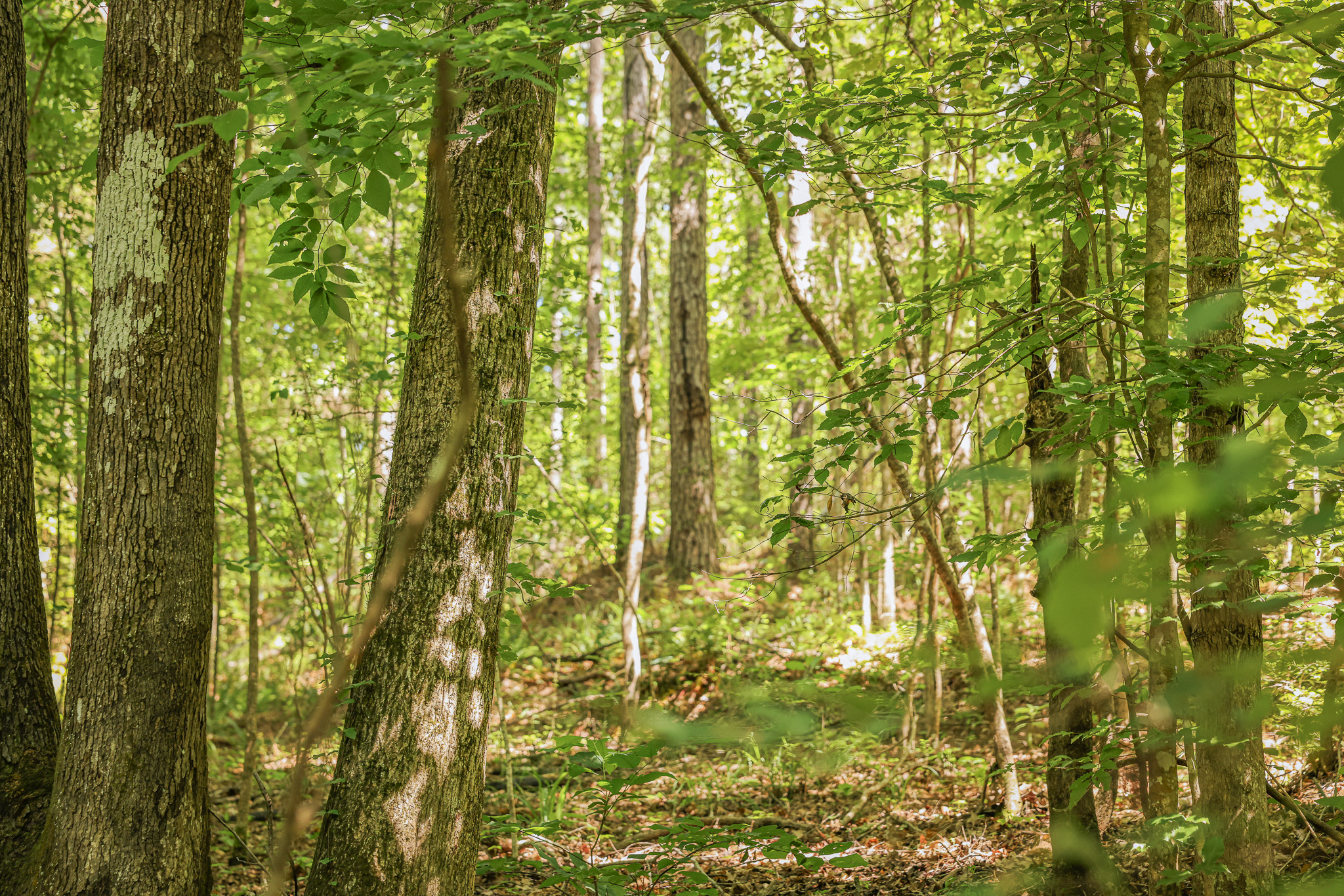 Hunting Land for sale in Amite County, MS