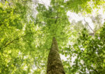 Hunting Land for sale in Amite County, MS