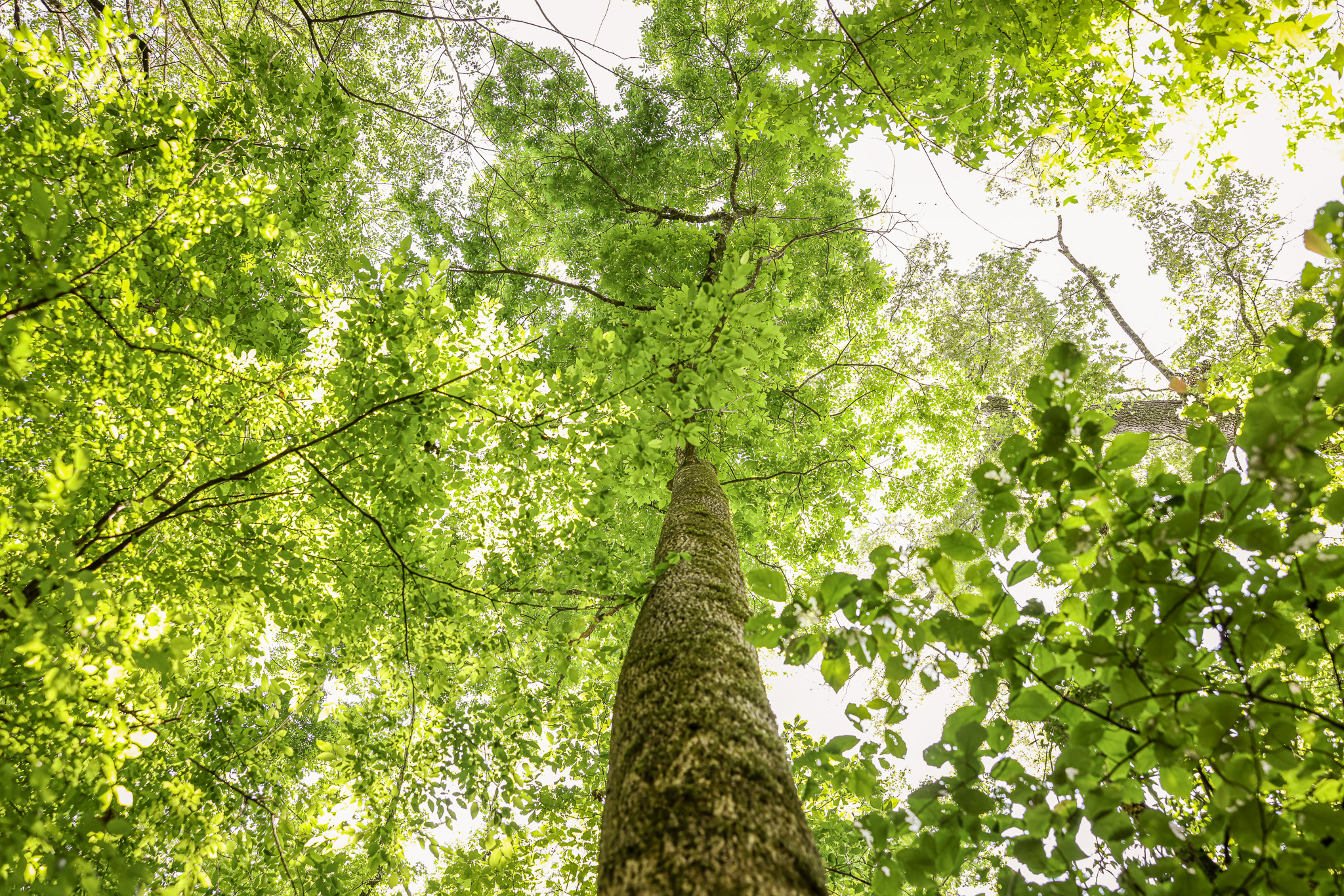 Hunting Land for sale in Amite County, MS