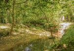 Hunting Land for sale in Amite County, MS