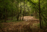 Hunting Land for sale Amite County