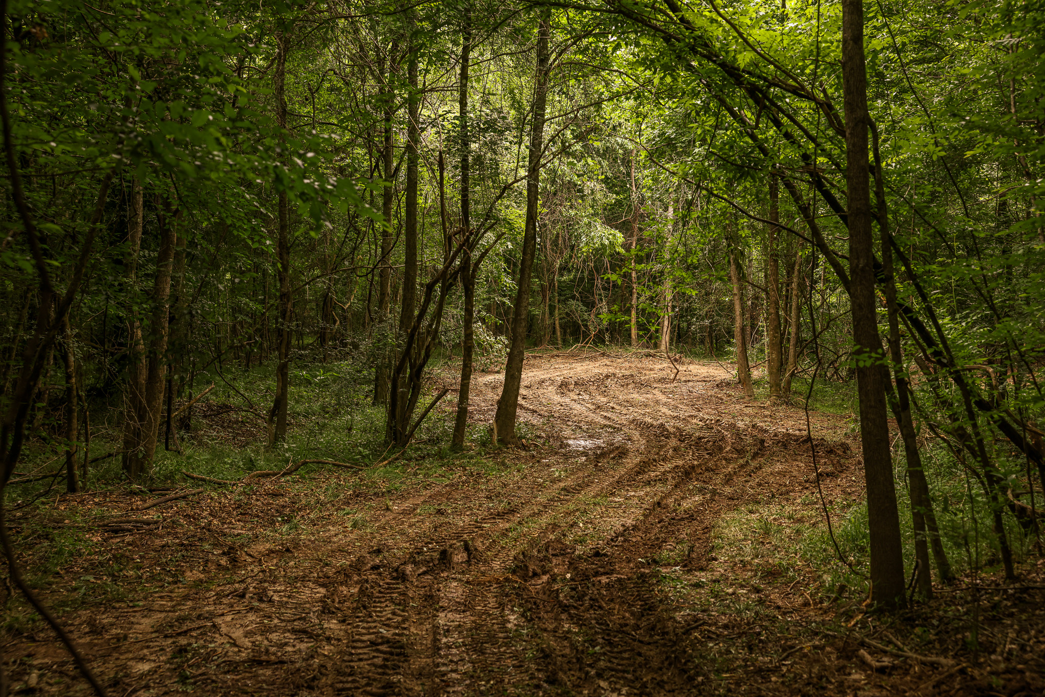 Hunting Land for sale Amite County