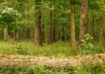 Hunting Land for sale Amite County