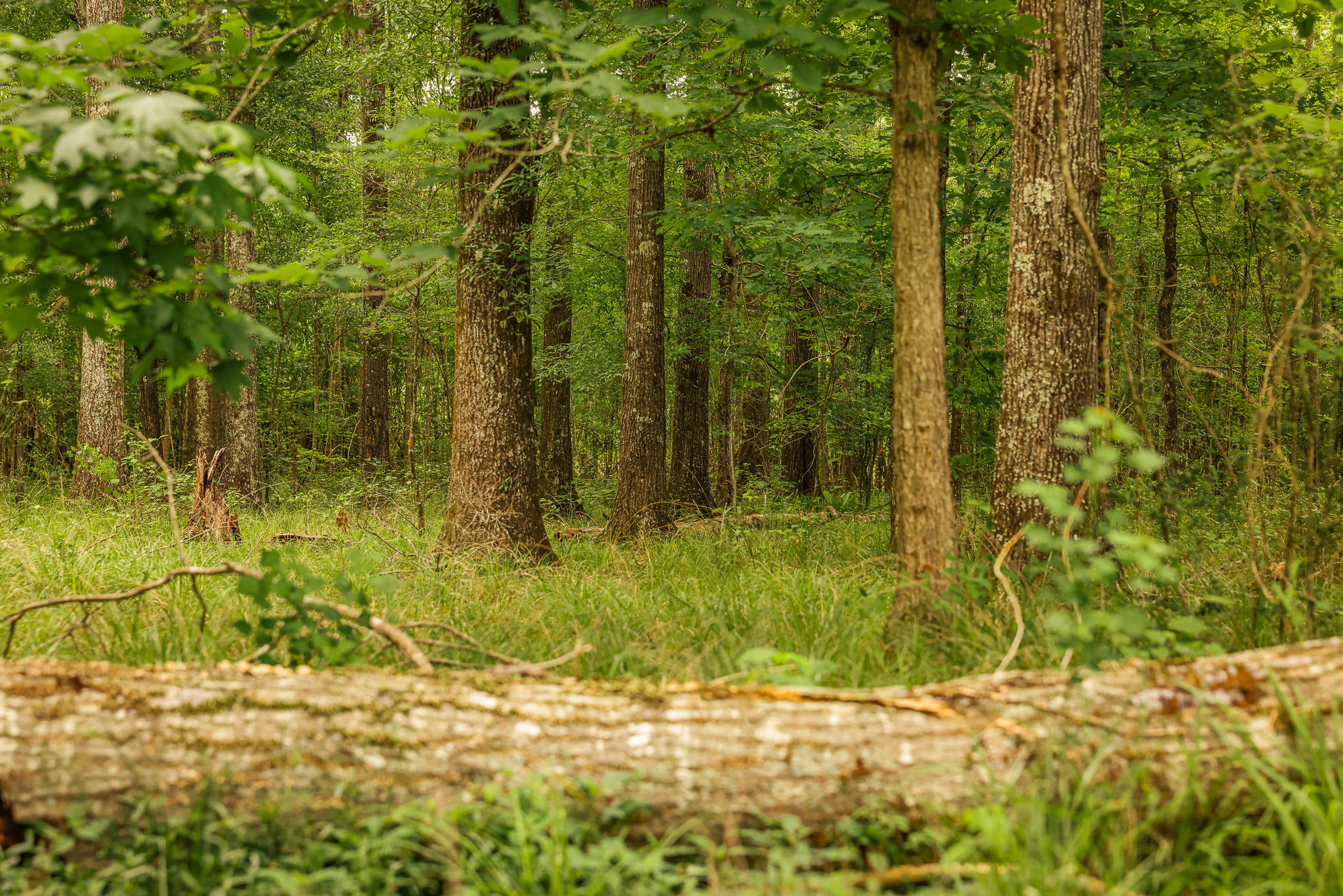 Hunting Land for sale Amite County