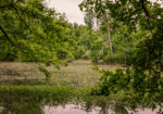 Hunting Land for sale Amite County