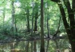 105 Acres Scenic Rivers Region Mississippi