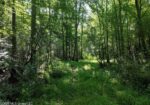 105 Acres Scenic Rivers Region Mississippi