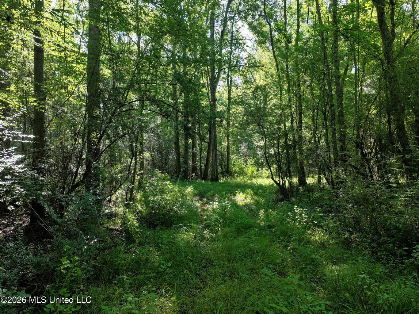 105 Acres Scenic Rivers Region Mississippi