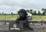 AKC registered lab pups