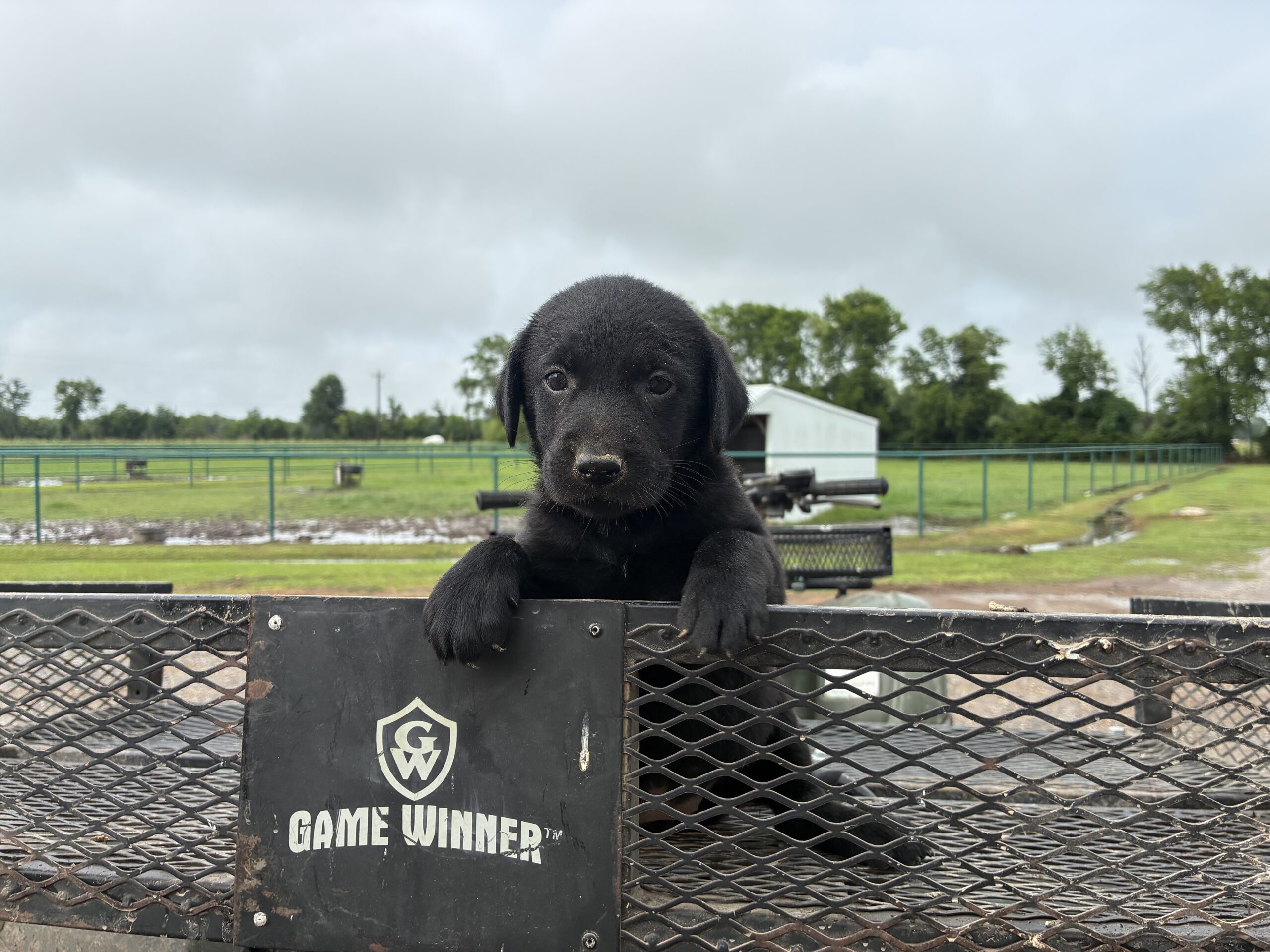 AKC registered lab pups