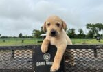 AKC registered lab pups