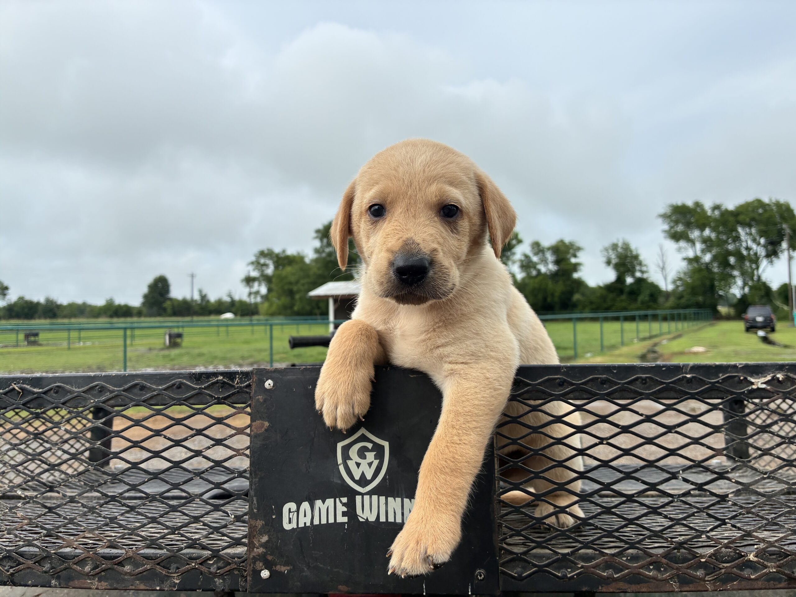 AKC registered lab pups