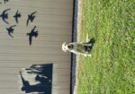 AKC Yellow Lab