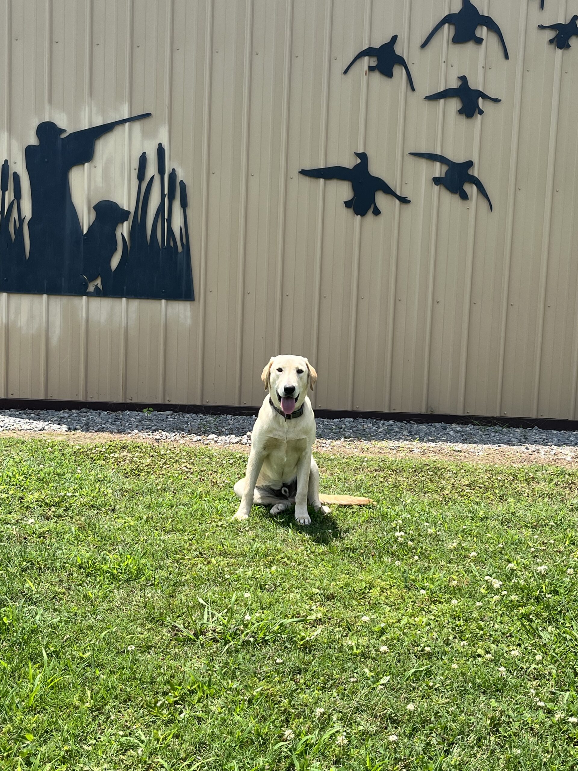 AKC Yellow Lab