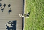 AKC Yellow Lab
