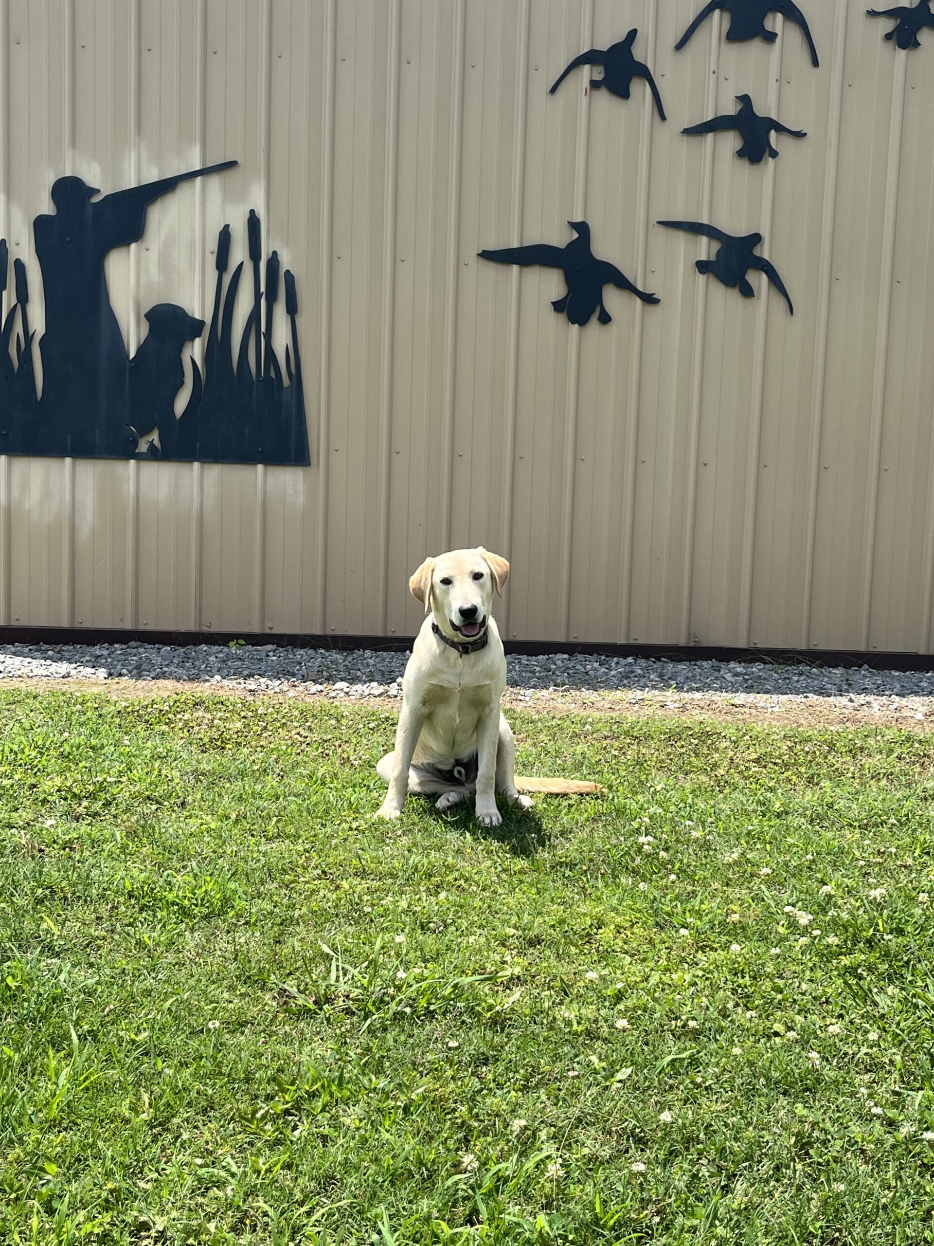 AKC Yellow Lab