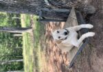 AKC Yellow Lab