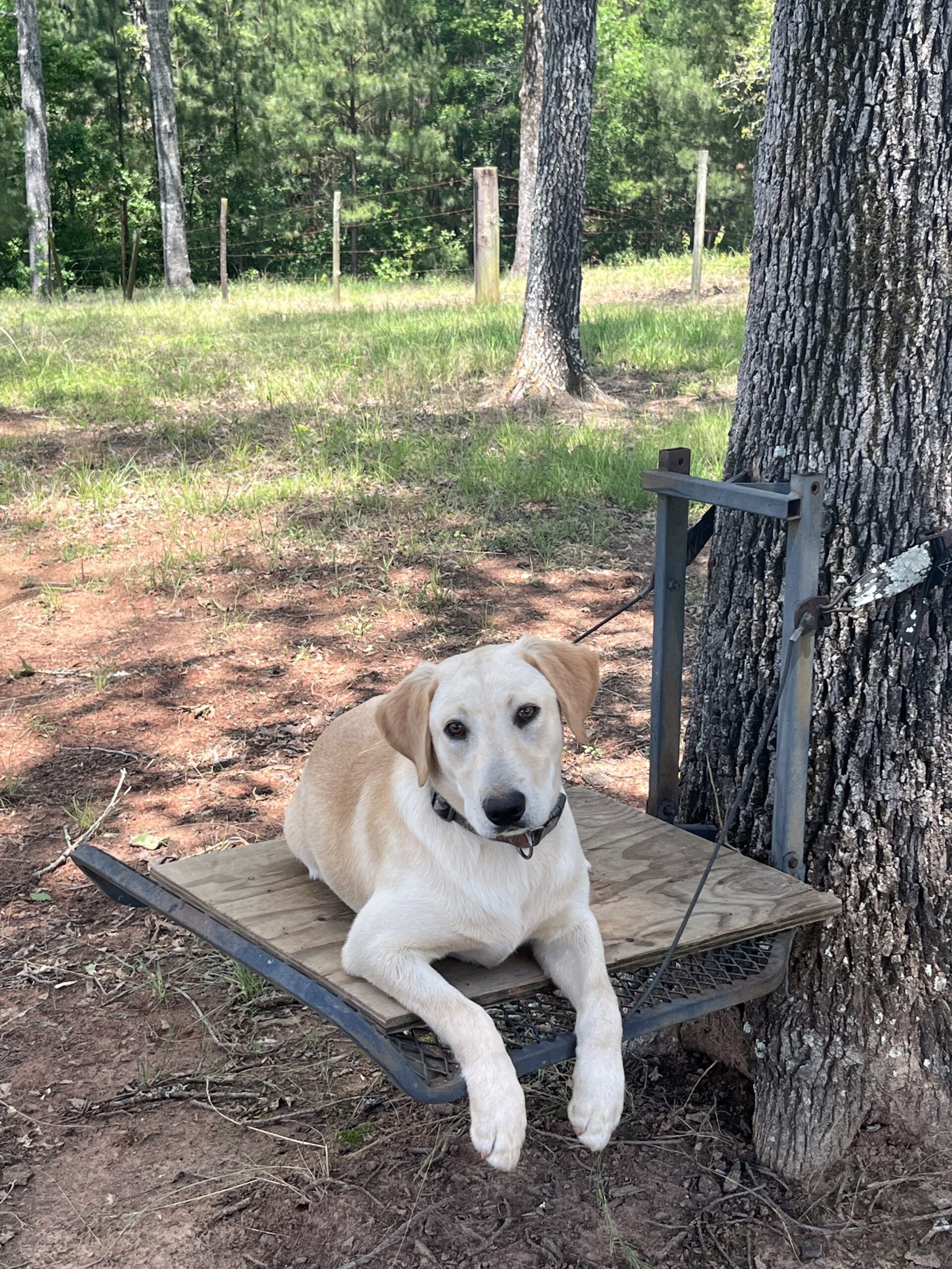 AKC Yellow Lab