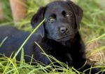 AKC, UKC, CKC, registered Labrador