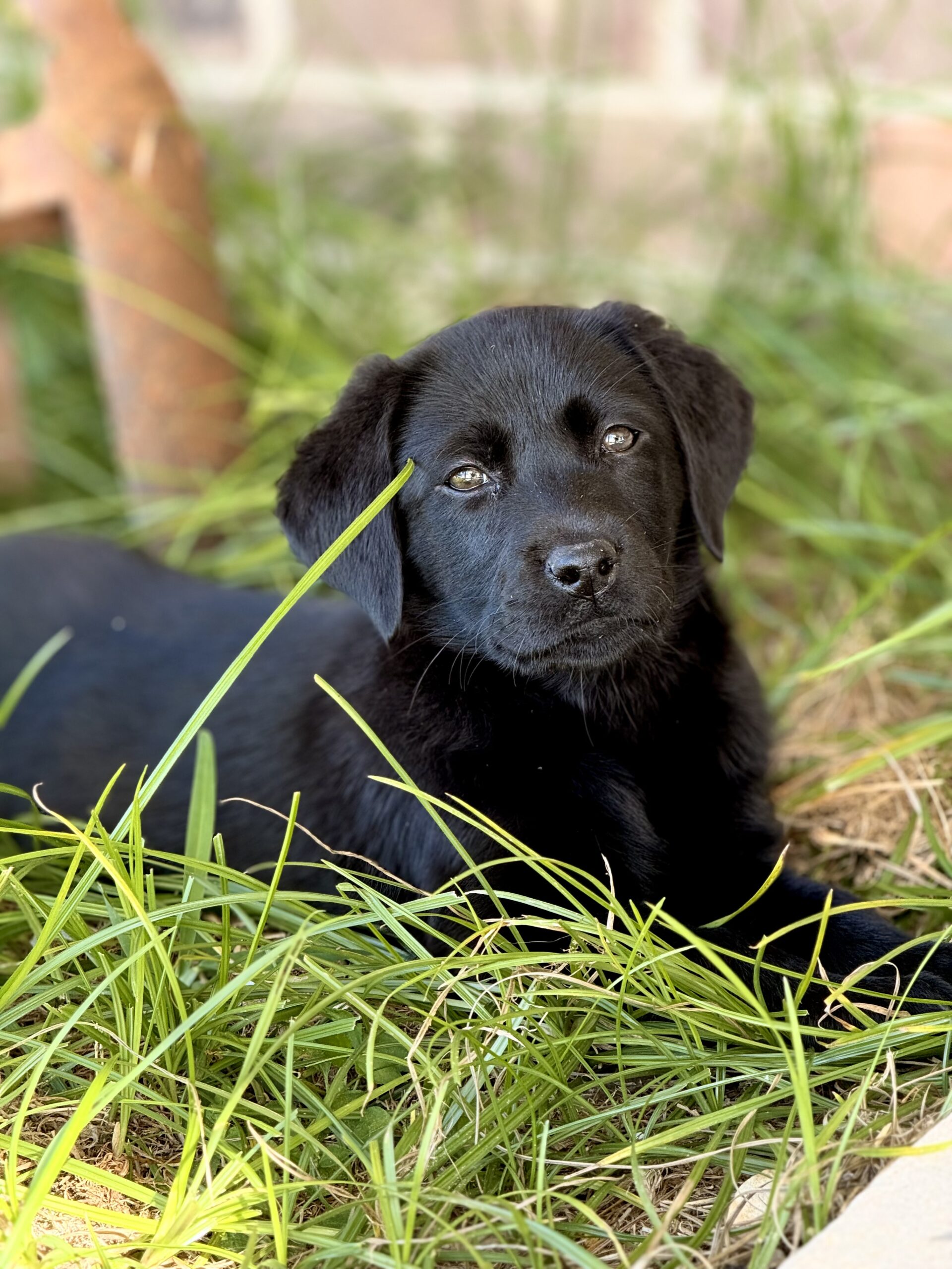 AKC, UKC, CKC, registered Labrador