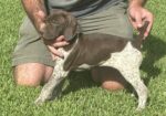 AKC German Shorthair Pointers for SALE