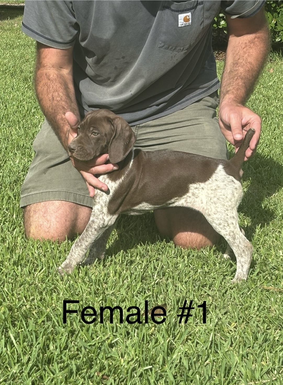 AKC German Shorthair Pointers for SALE