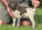 AKC German Shorthair Pointers for SALE