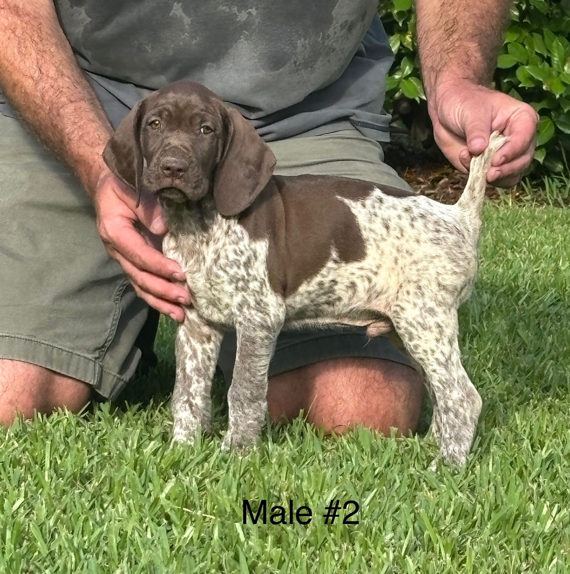 AKC German Shorthair Pointers for SALE