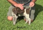 AKC German Shorthair Pointers for SALE