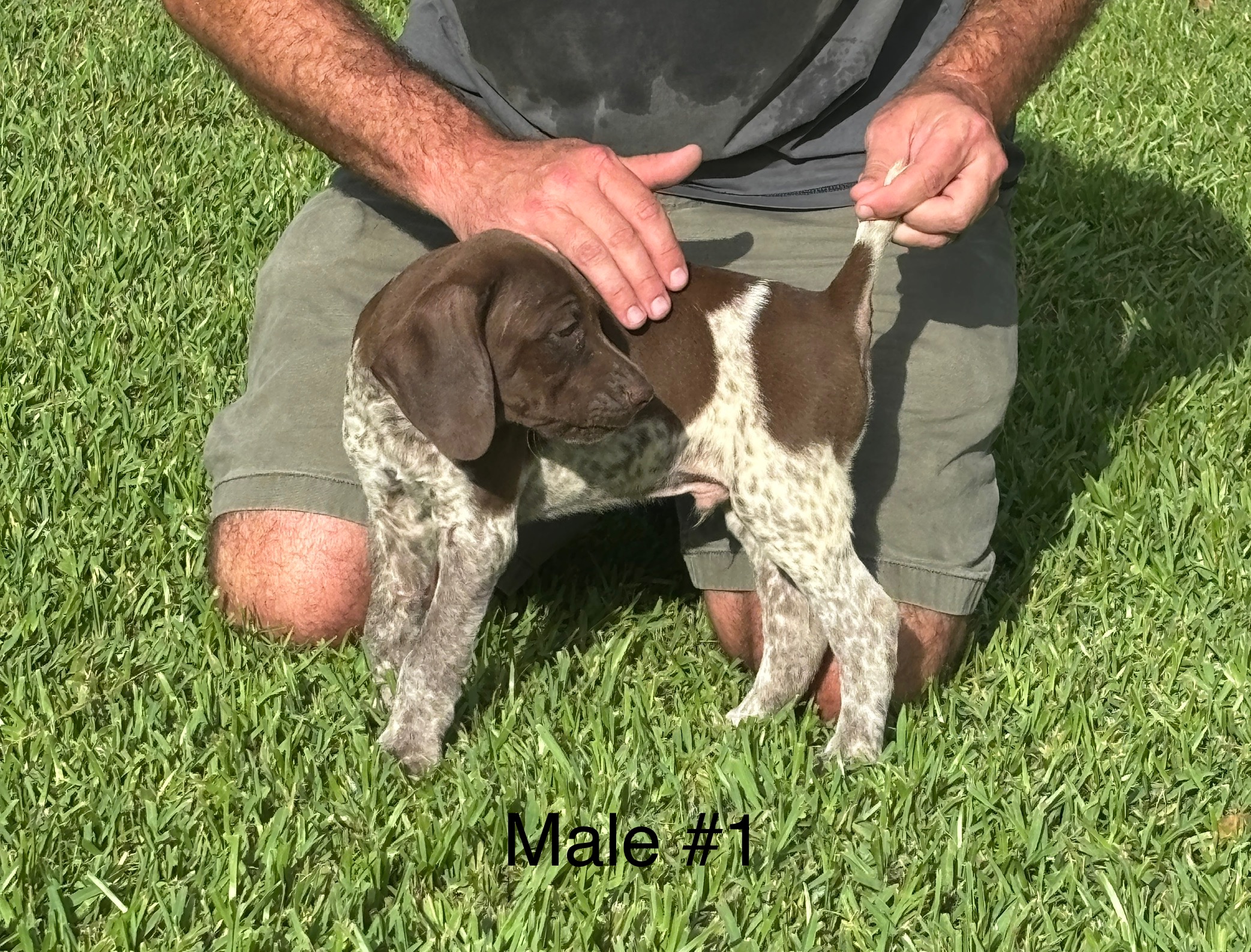 AKC German Shorthair Pointers for SALE