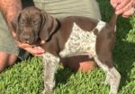 AKC German Shorthair Pointers for SALE