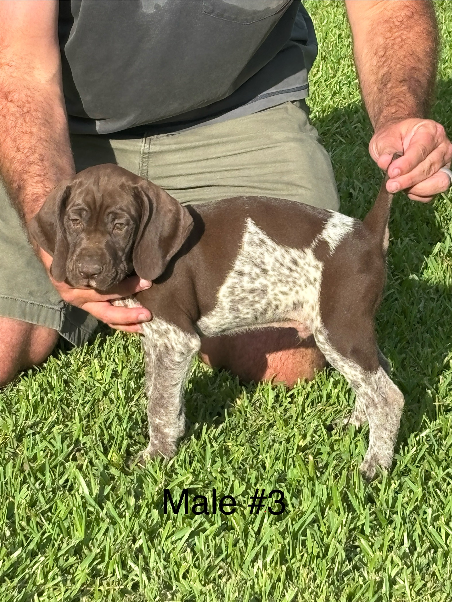 AKC German Shorthair Pointers for SALE