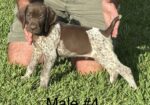 AKC German Shorthair Pointers for SALE