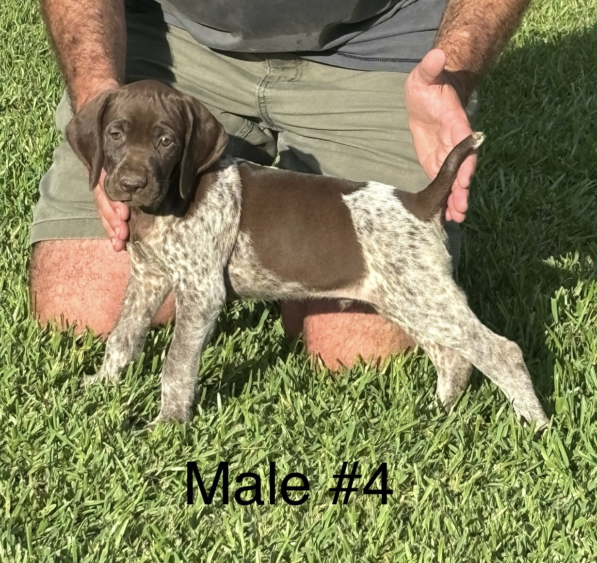 AKC German Shorthair Pointers for SALE